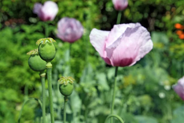Fleur de pavot sur fond de légumes — Photo