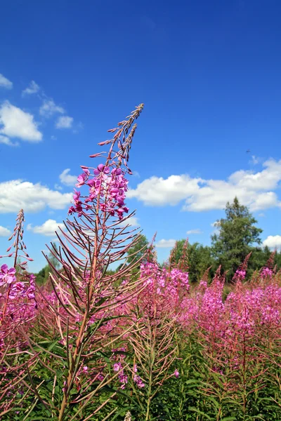Campo fioriture su sfondo celeste — Foto Stock