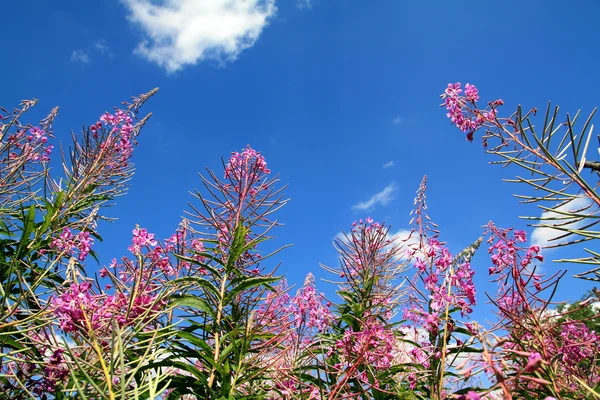 Полевые цветы на небесном фоне — стоковое фото