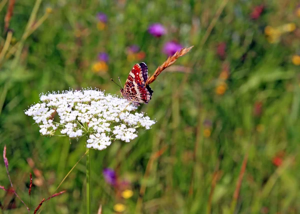 Červený motýl na bílý květ — Stock fotografie