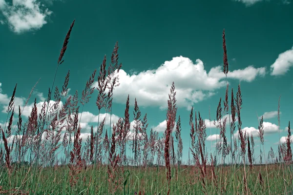 Hierba seca no campo de verano —  Fotos de Stock