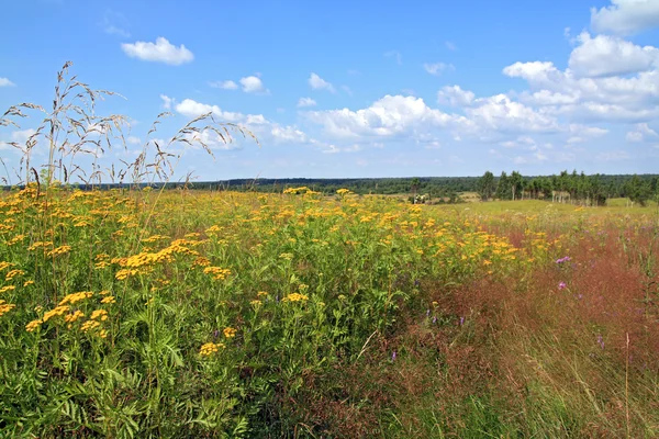 Желтые цветы на летнем поле — стоковое фото