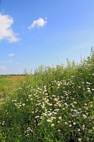 Witte daisywheels op zomer veld — Stockfoto