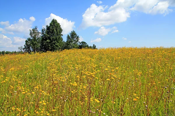 Gele flowerses op herfst veld — Stockfoto
