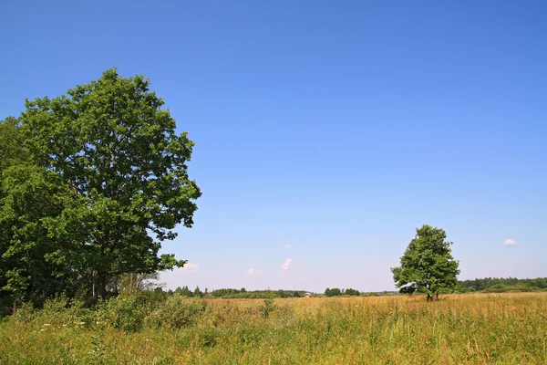 Sarı zemin üzerinde iki oaks — Stok fotoğraf