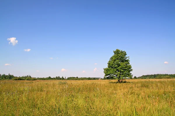 Зеленый дуб на желтом поле — стоковое фото