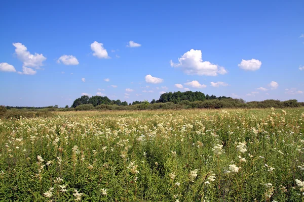 Eiken copse op zomer veld — Stockfoto