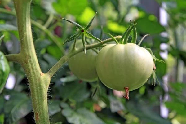 Green tomatoes in plastic to hothouse — Stock Photo, Image