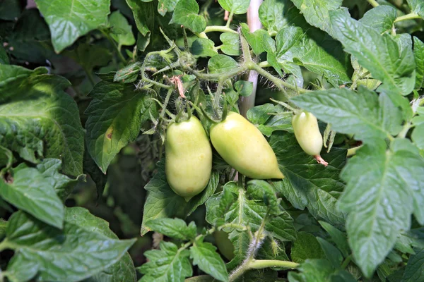 Tomates verdes en plástico a invernadero —  Fotos de Stock