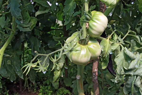 Tomates verdes en plástico a invernadero —  Fotos de Stock