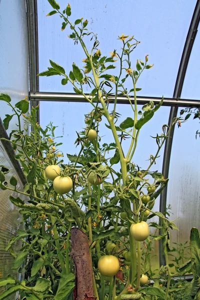 Groene tomaten in kunststof aan hothouse — Stockfoto
