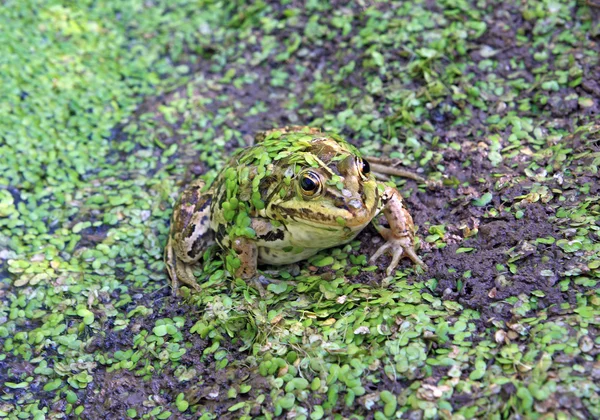 Frosch im Sumpf inmitten von Wasserlinsen — Stockfoto
