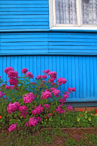 Цветы у стены деревянного здания — стоковое фото