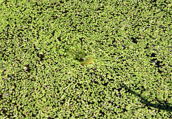 ウキクサの中で湿地のカエル — ストック写真