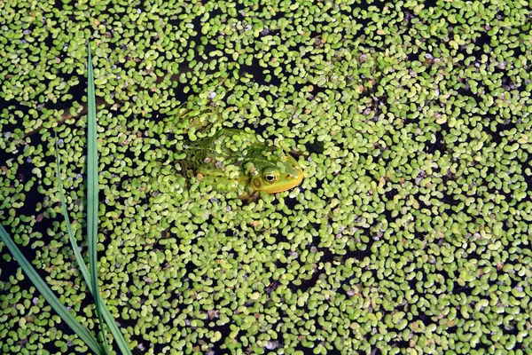 Лягушка в болоте среди утконоса — стоковое фото