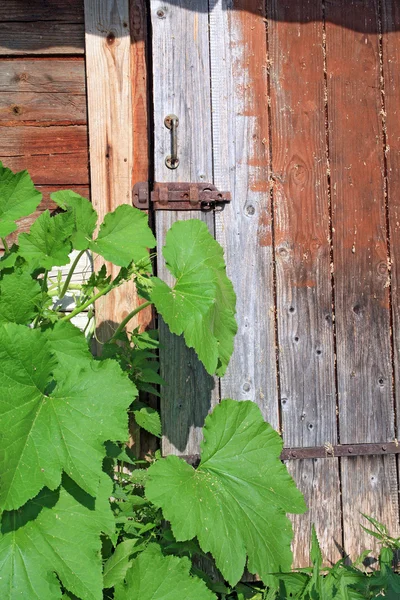 Зеленый лопух возле старой деревянной двери — стоковое фото