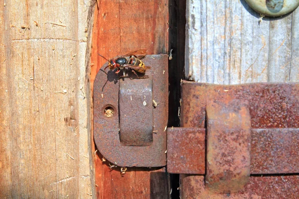 Wasp on old wooden door — Stock Photo, Image