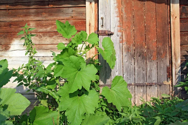 Eski ahşap kapı yakınında yeşil dulavratotu — Stok fotoğraf