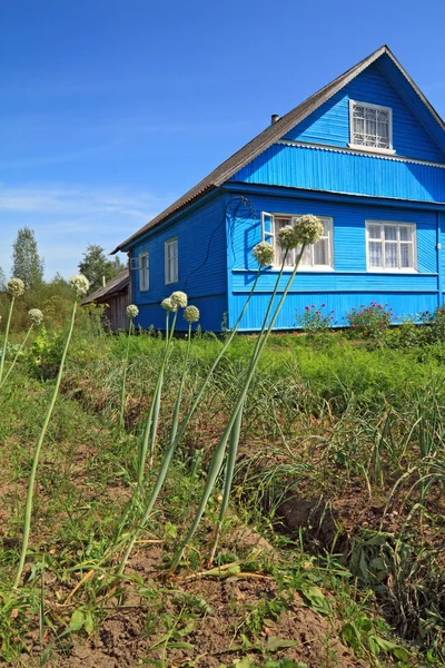 Kırsal bina yakınındaki olgun soğan — Stok fotoğraf