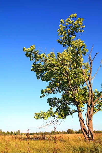 Старый дуб на осеннем поле — стоковое фото