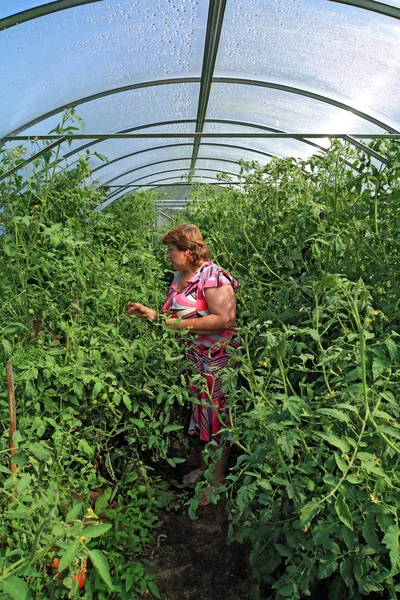 Kvinna agronom i plast växthus bland tomat — Stockfoto