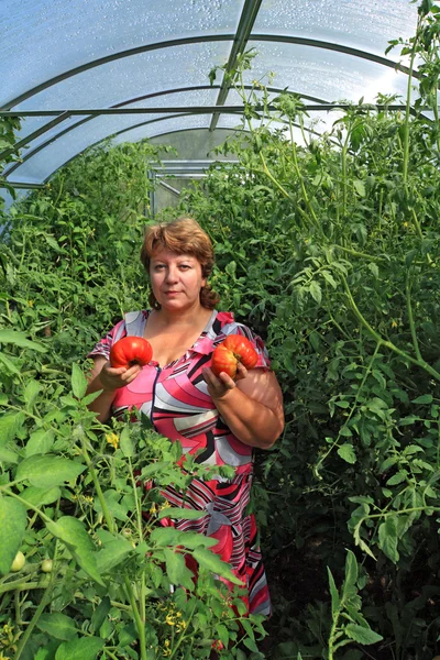 Γυναίκα γεωπόνος στο πλαστικό θερμοκήπιο μεταξύ ντομάτα — Φωτογραφία Αρχείου
