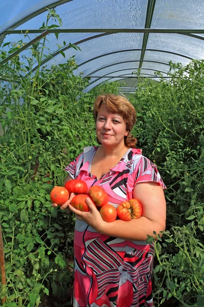 Kvinde agronomist i plast hothouse blandt tomat - Stock-foto