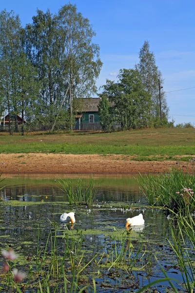 Deux oies blanches sur la rivière contre le village — Photo