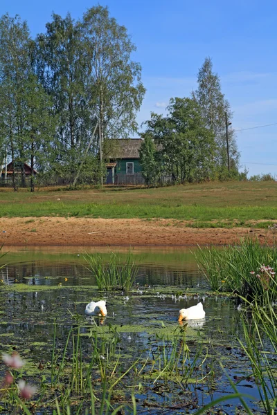 Zwei weiße Gänse auf Fluss gegen Dorf — Stockfoto