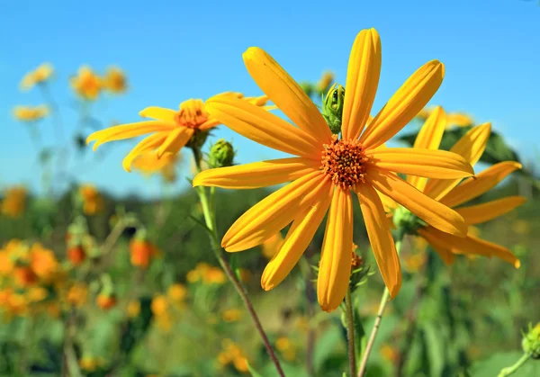 天体の背景に黄色のフィールドの花 — ストック写真