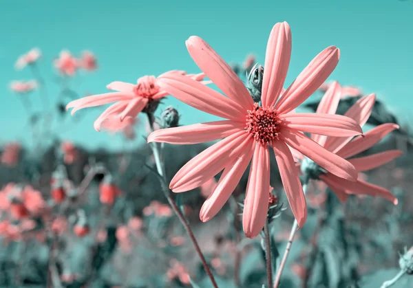 Flor de campo rosa sobre fondo celeste —  Fotos de Stock