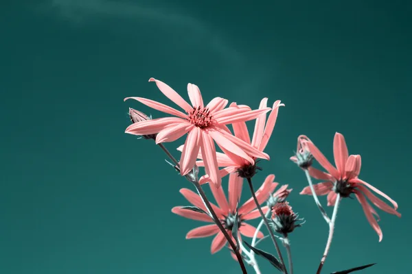 Цветок розового поля на небесном фоне — стоковое фото