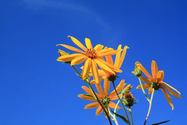 Flor de campo amarillo sobre fondo celeste —  Fotos de Stock
