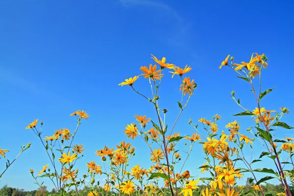Květina žlutá pole na nebeských pozadí — Stock fotografie
