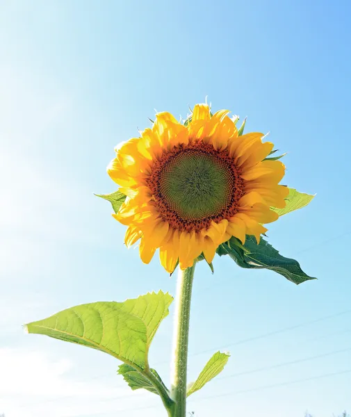 Gelbe Sonnenblume auf himmlischem Hintergrund — Stockfoto