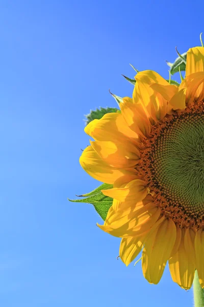 Gele zonnebloem op hemelse achtergrond — Stockfoto
