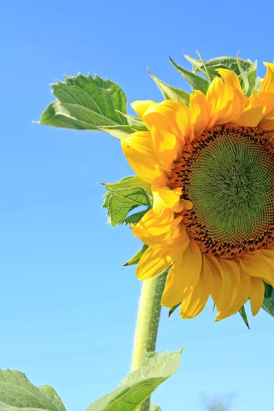 Žluté slunečnice na nebeských pozadí — Stock fotografie