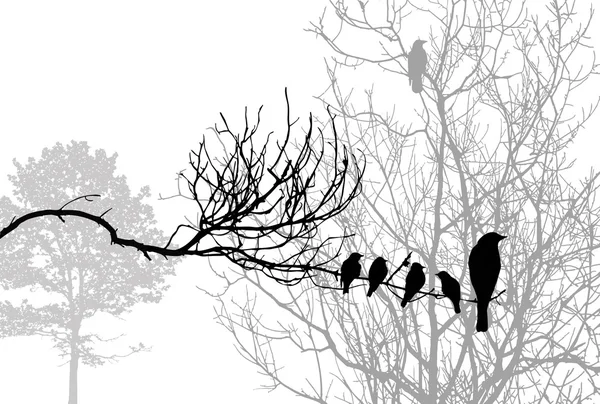 Πουλιά σιλουέτα σε ξύλο κλάδο, εικονογράφηση φορέας — Διανυσματικό Αρχείο