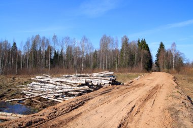 Birch log near rural road clipart