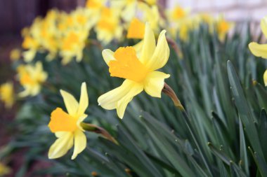 Yellow narcissuses in town garden clipart