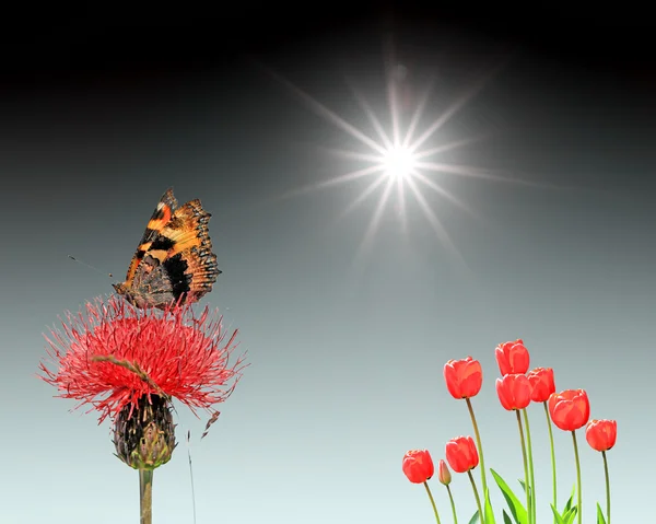 Papillon sur fleur sous un soleil éclatant — Photo