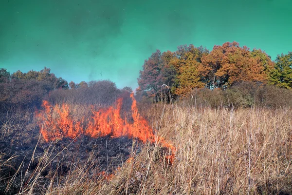 Fuego en hierba seca —  Fotos de Stock