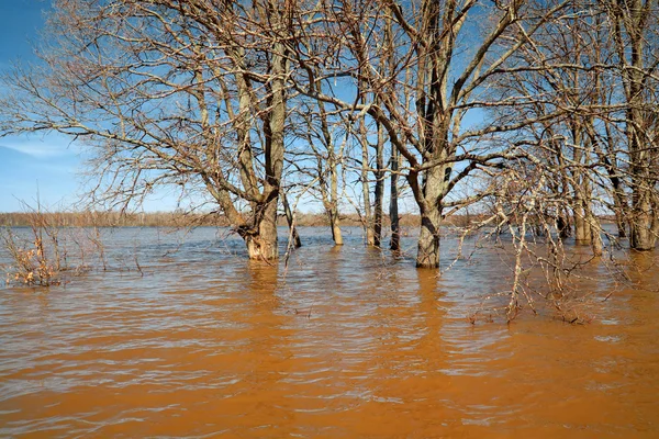 Lente-overstroming in eiken hout — Stockfoto
