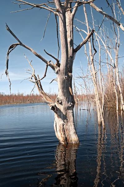 Spring flood in dry oak wood — Stock Photo, Image