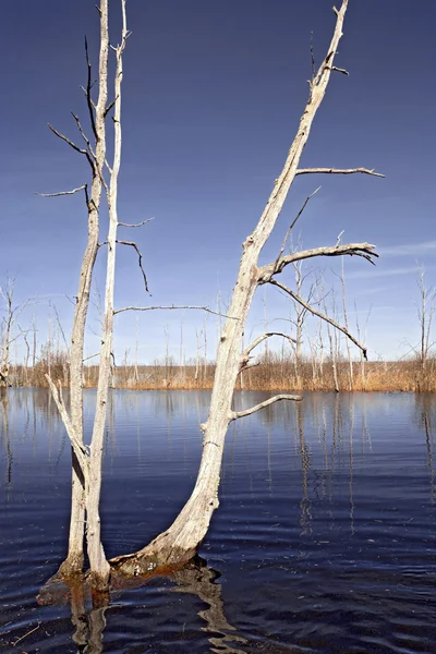 Inundação de primavera em madeira de carvalho seco — Fotografia de Stock
