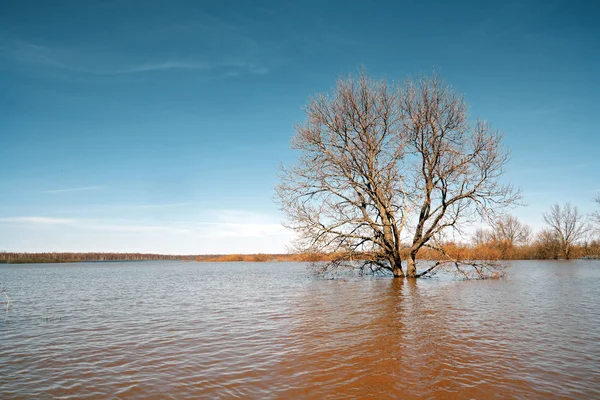 Stora ek bland våren flood — Stockfoto