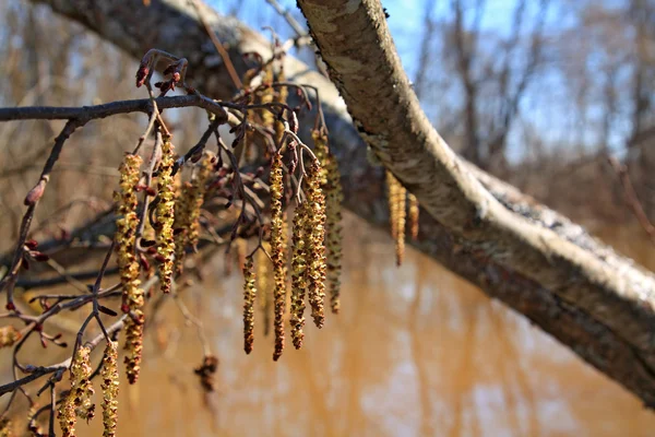 茶色の水の木芽 — ストック写真