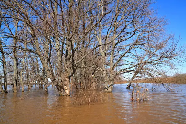 Inundação primavera em madeira de carvalho — Fotografia de Stock