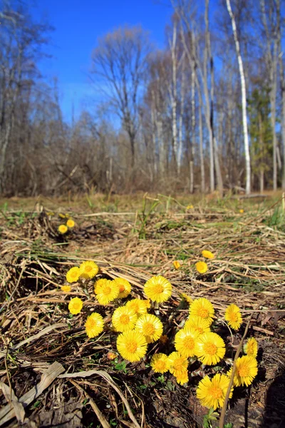 Bahar alan üzerinde sarı dandelions — Stok fotoğraf