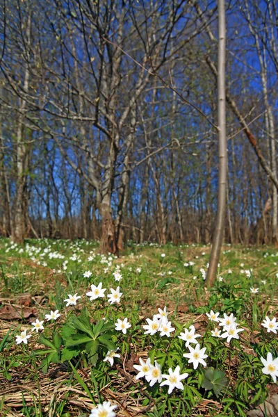 木の近く春スノー ドロップ — ストック写真